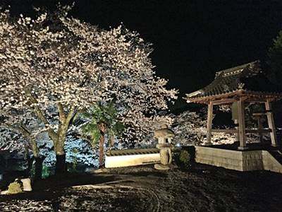 兵庫県丹波市氷上町黄檗宗福田寺の千年桜