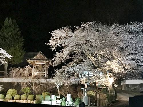 兵庫県丹波市氷上町福田寺の千年桜