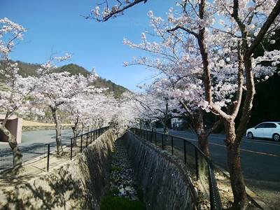 兵庫県猪名川霊園の桜