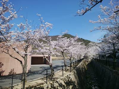 兵庫県猪名川霊園の桜