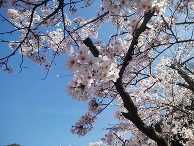 兵庫県猪名川霊園の桜