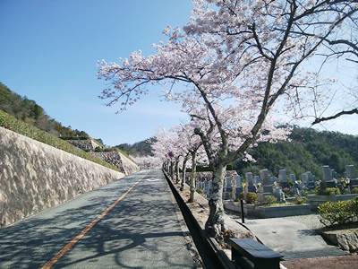 兵庫県猪名川霊園の桜