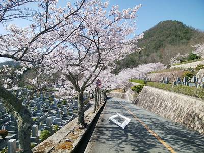 兵庫県猪名川霊園の桜