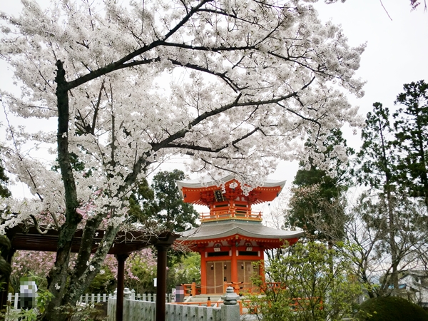 京都市西京区の正法寺の桜が満開でとの事で、須藤石材さんが写真を送ってくださいました。