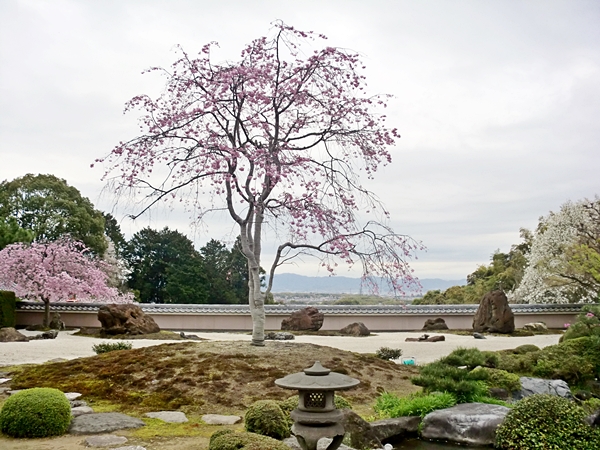 京都市西京区にある正法寺の庭園の桜が咲きましたので写真を撮っていただきました。