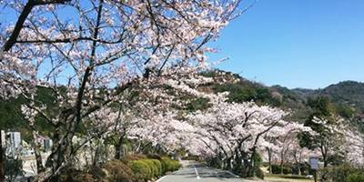 京都霊園の桜