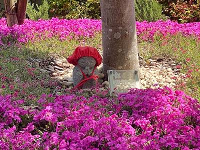 奈良県大和郡山市速成寺の庭園樹木