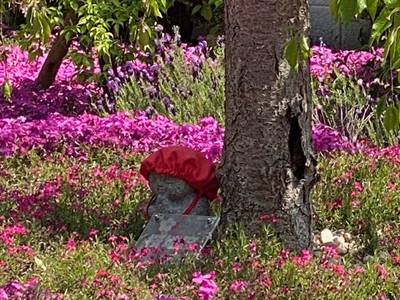 奈良県大和郡山市速成寺の庭園樹木