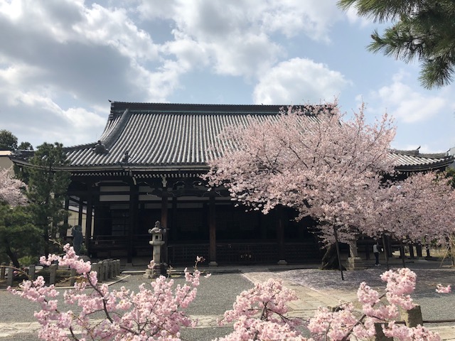 京都市上京区本法寺の桜